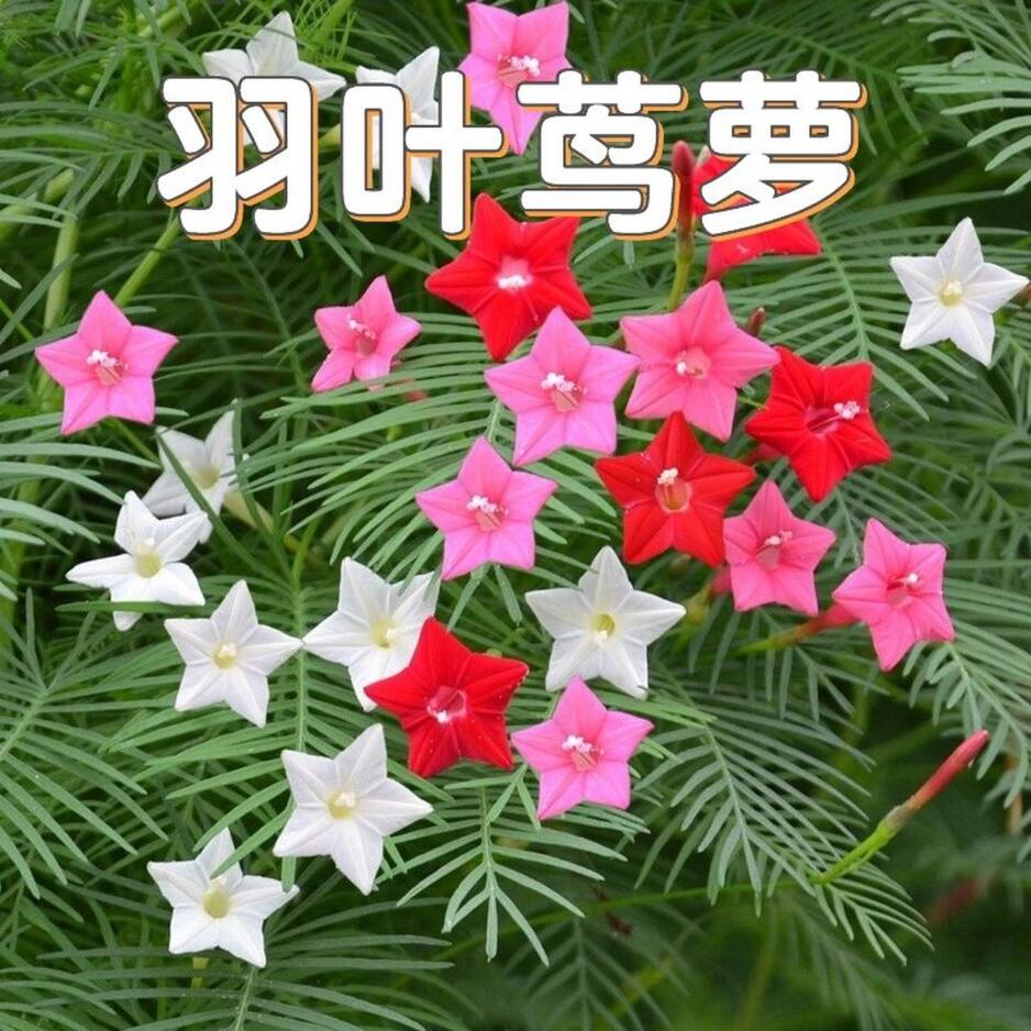 羽叶茑萝花种子四季开花易活庭院室外内盆栽爬藤攀援植物花种籽子