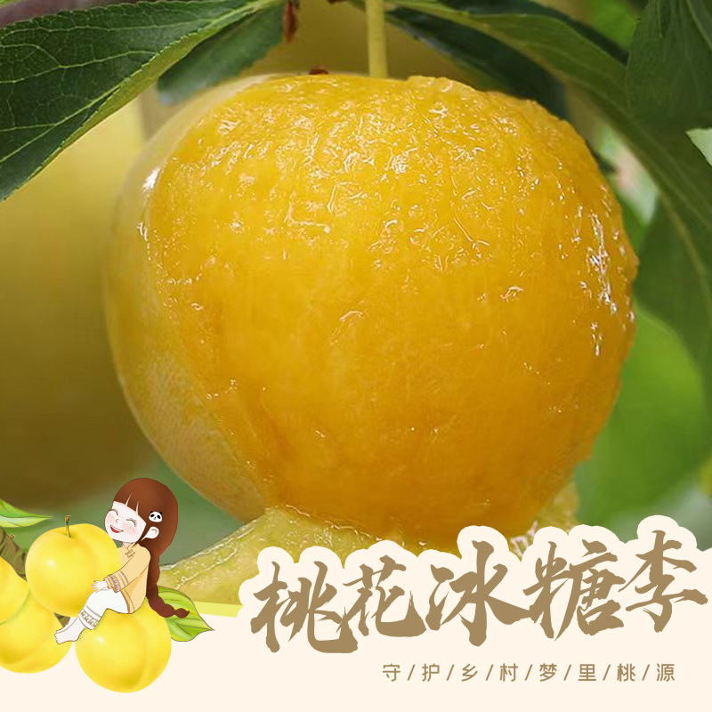 【冉可七】四川桃花冰糖李现摘现发纯甜爆汁皮薄肉厚冰糖李顺丰直发