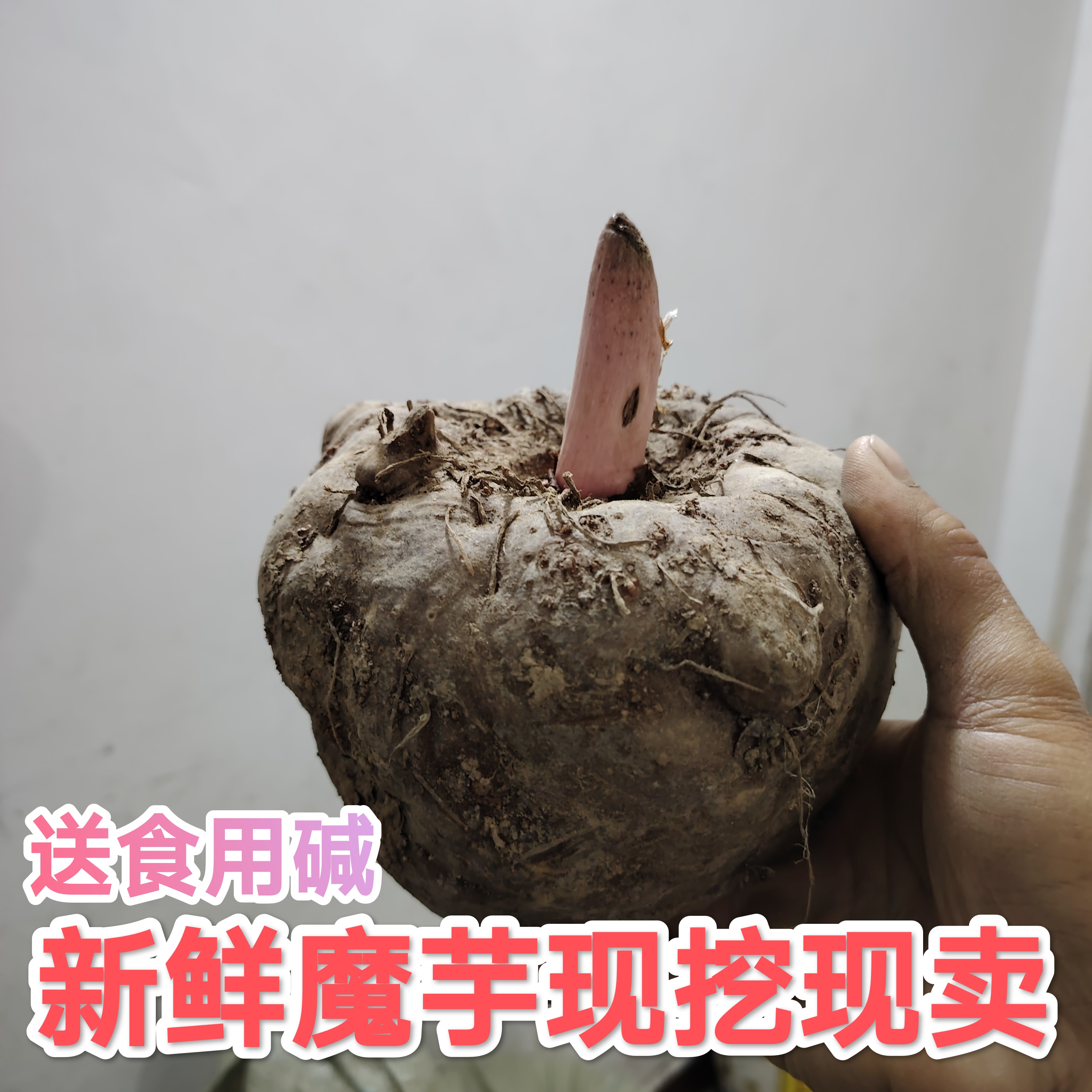 魔芋魔芋头贵州新鲜魔芋现挖现卖送食用碱包邮