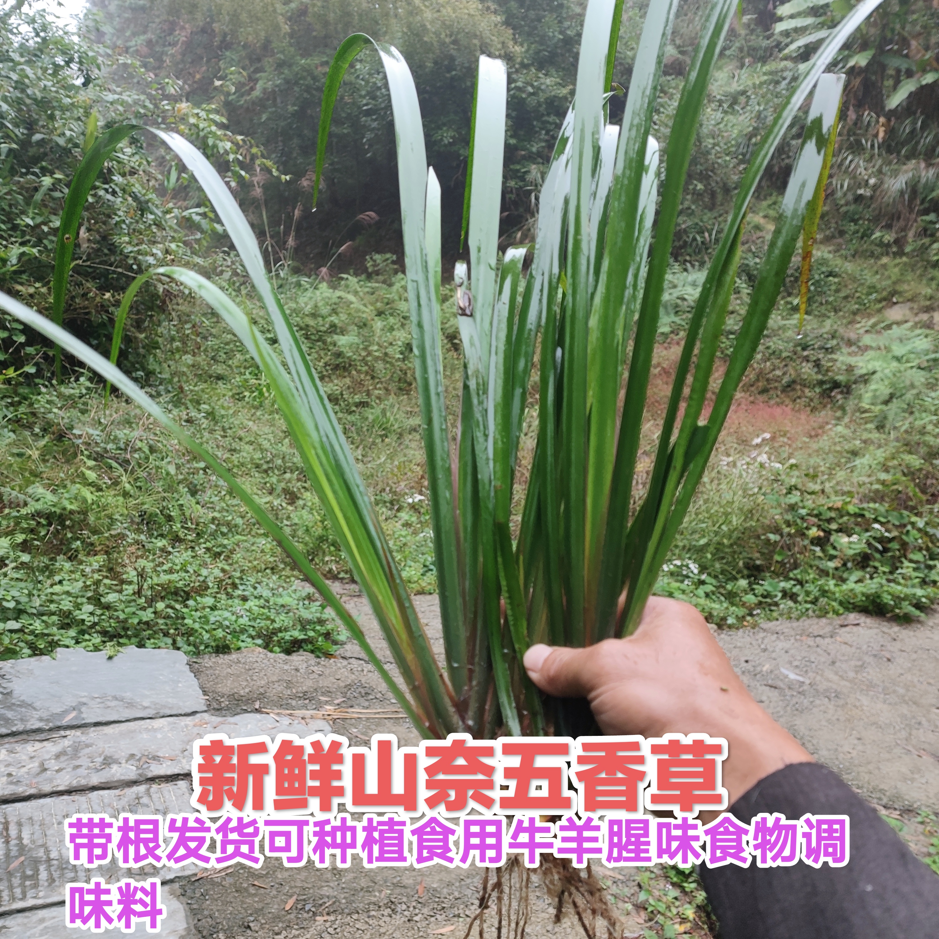 贵州特产新鲜山奈五香草随手香去腥调味除味带根可食盆栽种植包邮