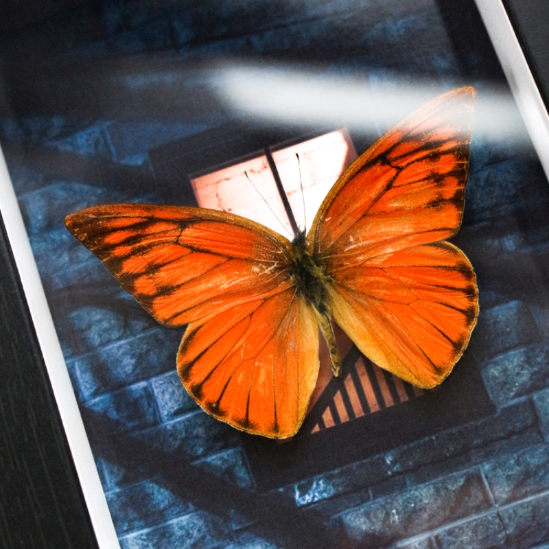 红翅尖粉蝶蝴蝶标本摆件【6寸黑色木质竖框】