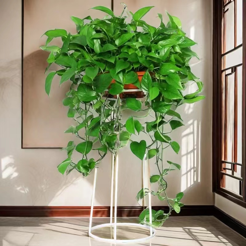 360绿萝室内绿植长藤大盆绿萝盆栽吸甲醛净化空气客厅吊兰植物