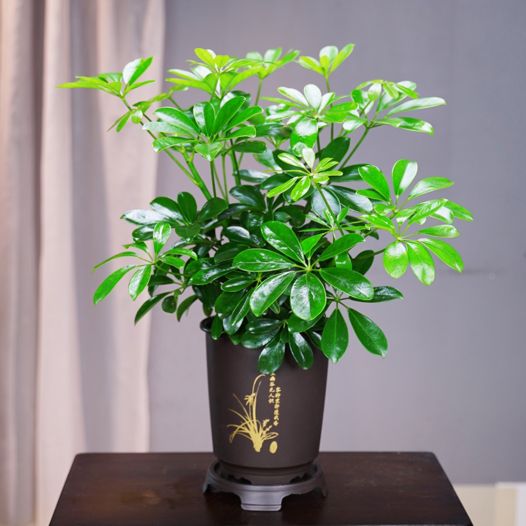 八方来财老桩春秋四季常青室内办公室阳台桌面绿植盆栽好养易活