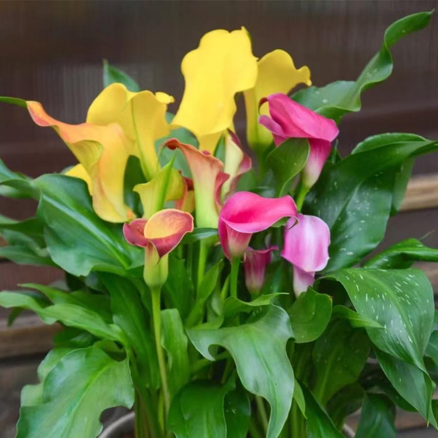 四季种易活开花不断荷兰进口彩色马蹄莲种球阳台室内盆栽花卉大球