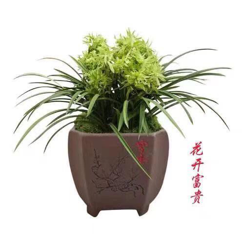 春兰浓香奇花 花开富贵