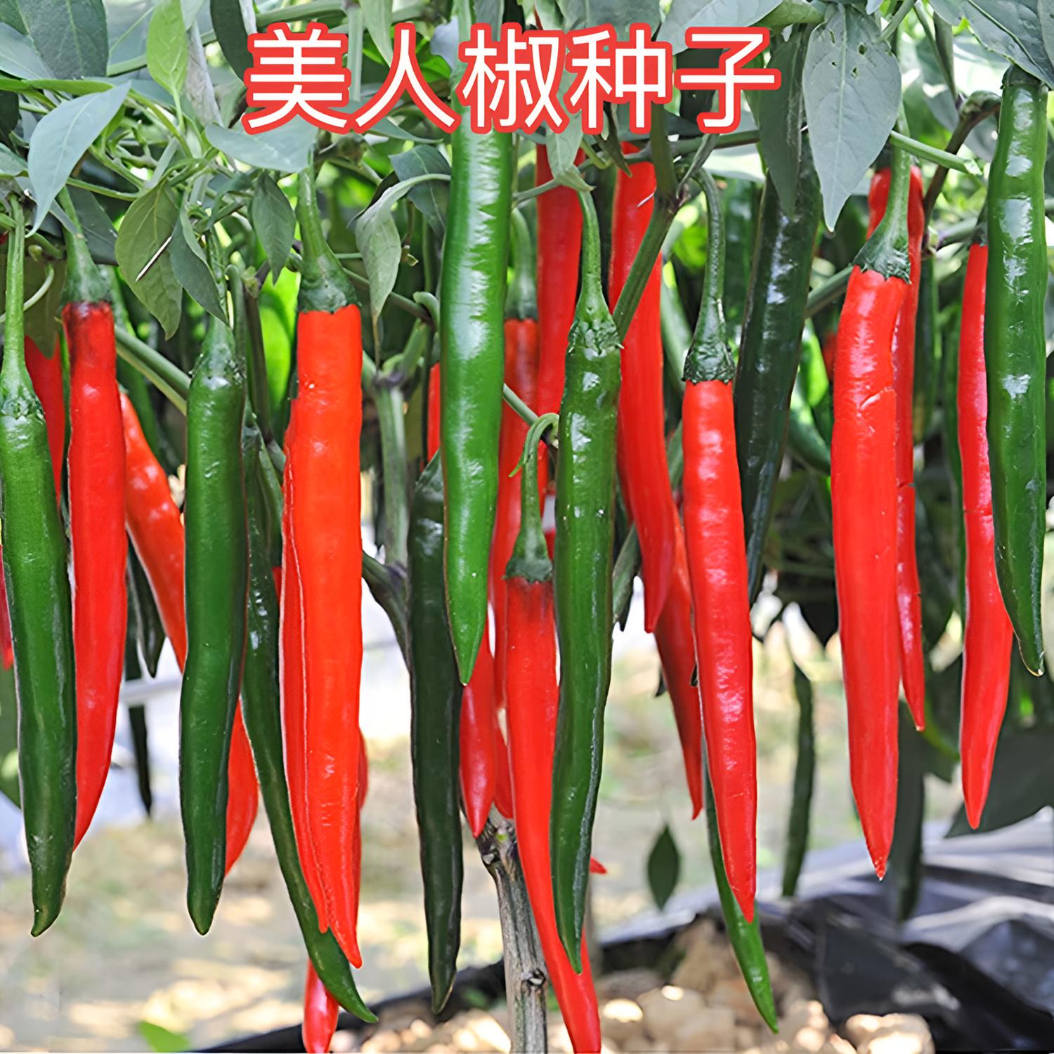 【美人椒种子】辣椒番茄种子正品对版中辣香味瀑布足辣椒苗