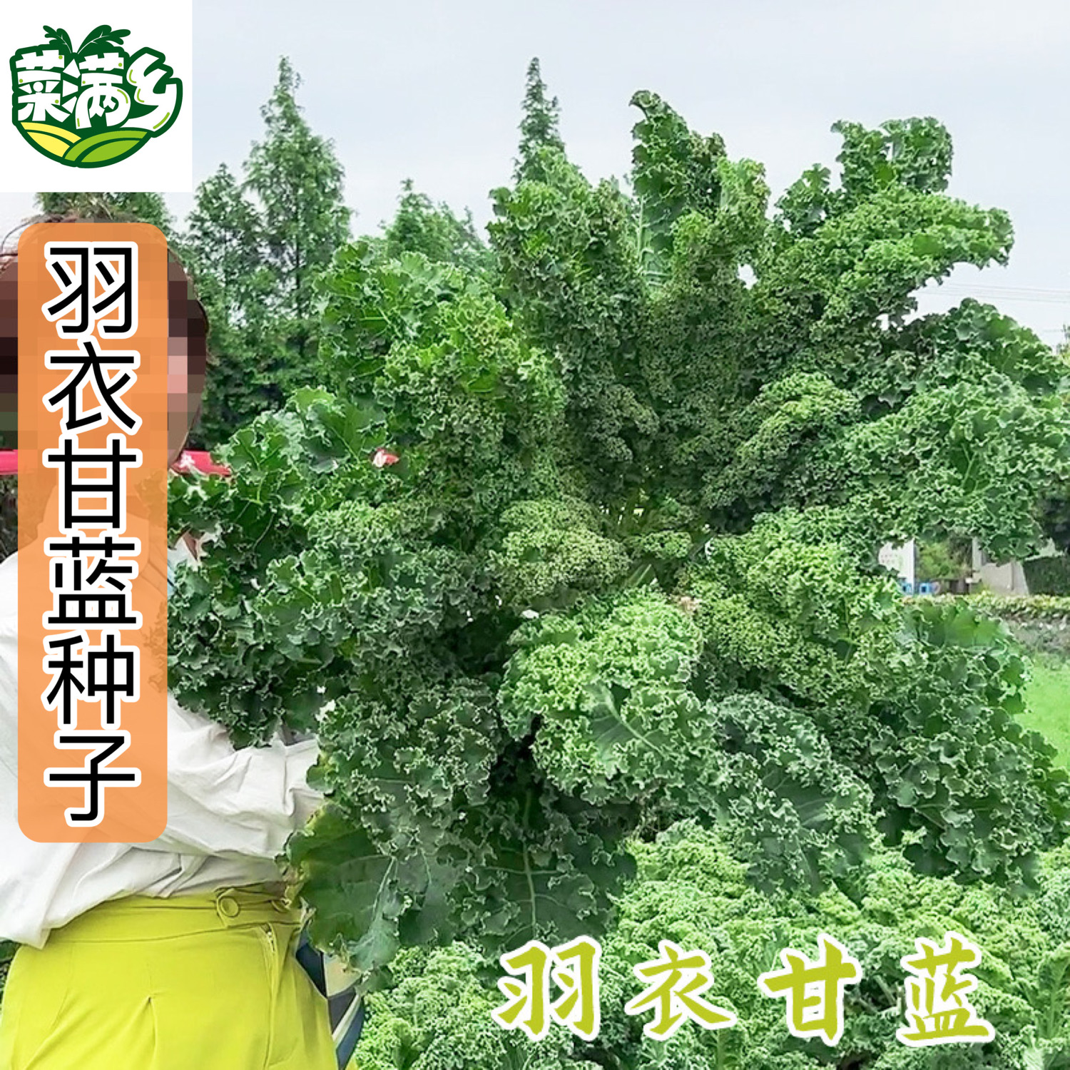 菜满乡【羽衣甘蓝种子】正品对版耐寒蔬菜沙拉高纤低脂蔬菜