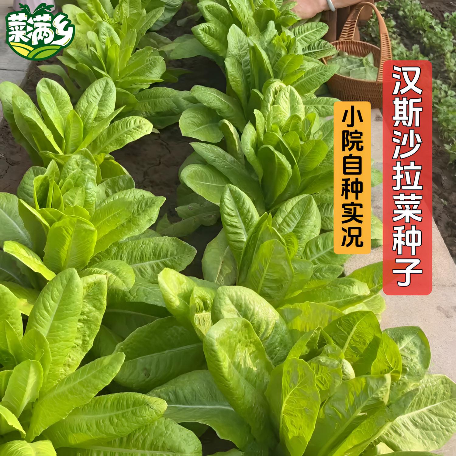 沙拉菜生菜种子罗马生菜孔雀菜种子正品对版伤力草