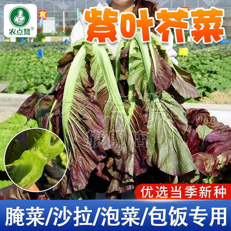 芥菜种籽  紫色大叶芥菜种籽 庭院小院种植蔬菜简单四季嫩叶播种