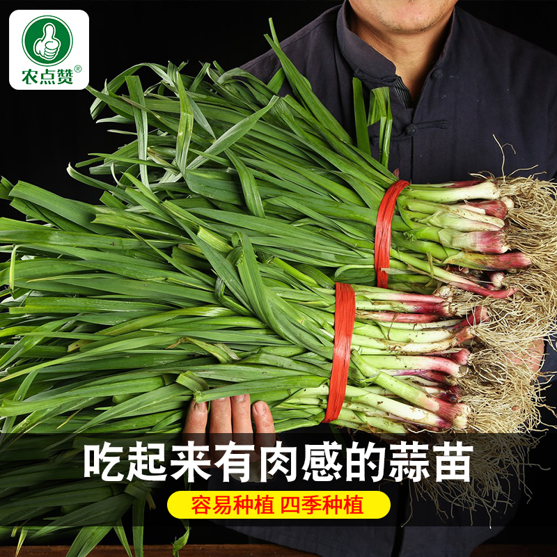 红根蒜苗种子 四季宽叶大蒜种子易活好养多茬阳台小院蔬菜种植