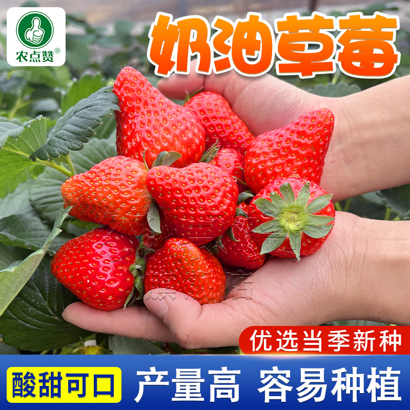 草莓种籽子奶油草莓盆栽苗四季开花结果室内外花卉盆栽阳台花种子
