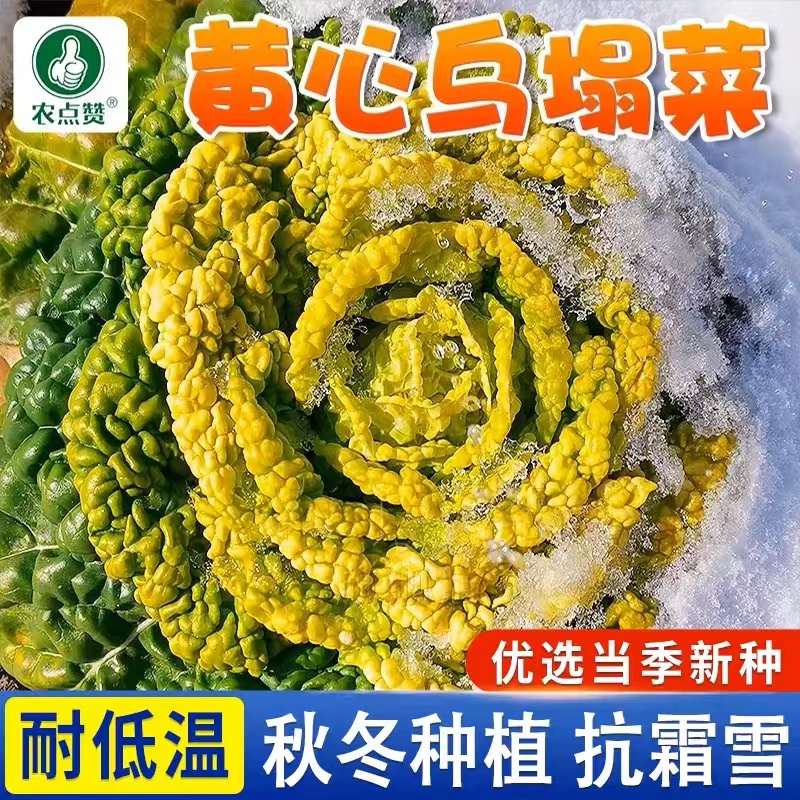 黄心乌塌菜种籽 耐寒乌塌菜种籽菊花青菜蔬菜籽四季大田小院种植