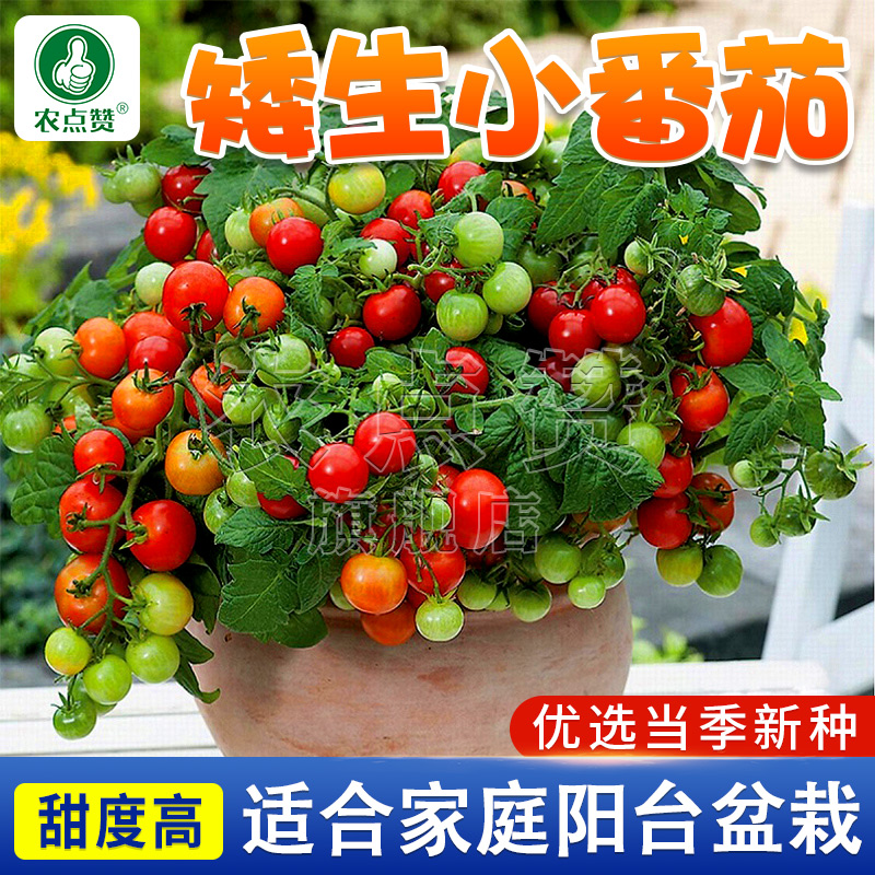 矮生小番茄种子阳台盆栽樱桃水果番茄可观赏家庭四季种植蔬菜种籽