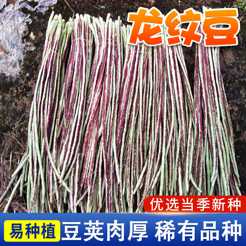 龙纹豇豆角种子 花豹长豆角籽紫红肉厚纤维少蔬菜四季种植种籽