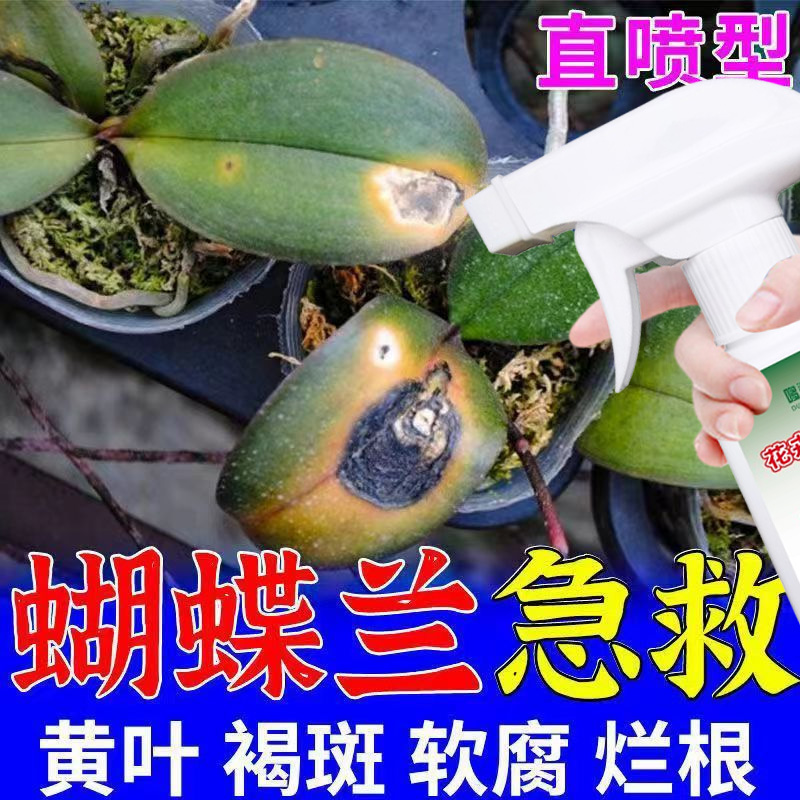 蝴蝶兰炭疽病和叶斑病专用营养液促生长抗病黑斑枯萎病菌立清肥料