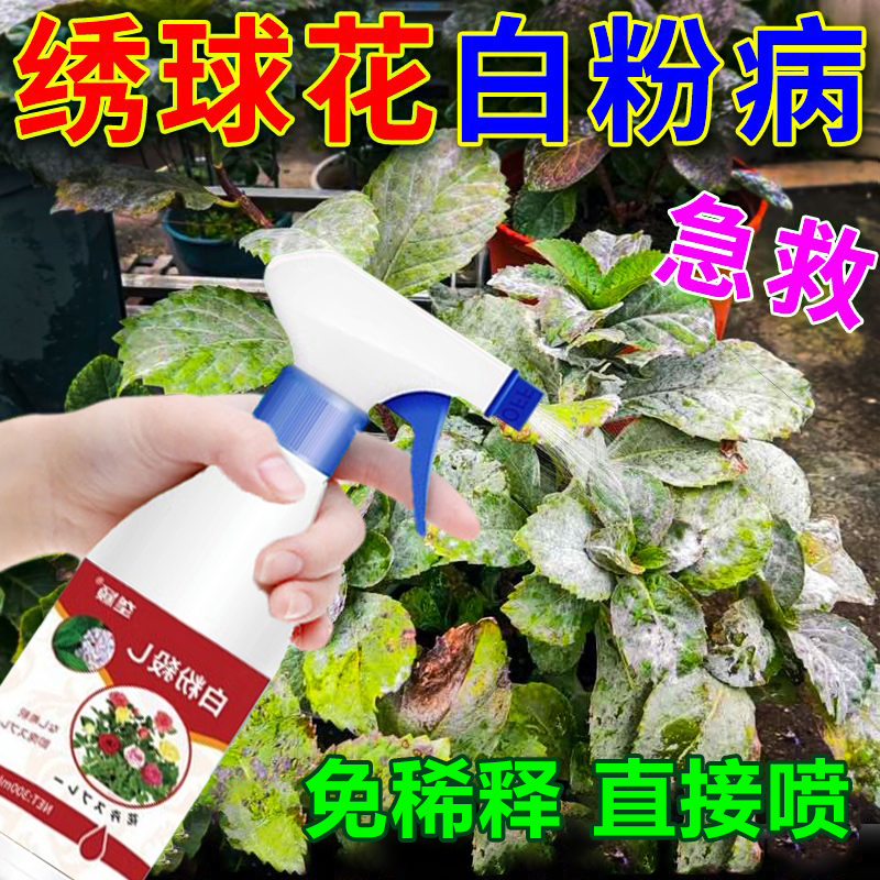 绣球花白粉病专用除菌剂黄叶叶斑黑斑病炭疽病抗病肥料盆栽营养液