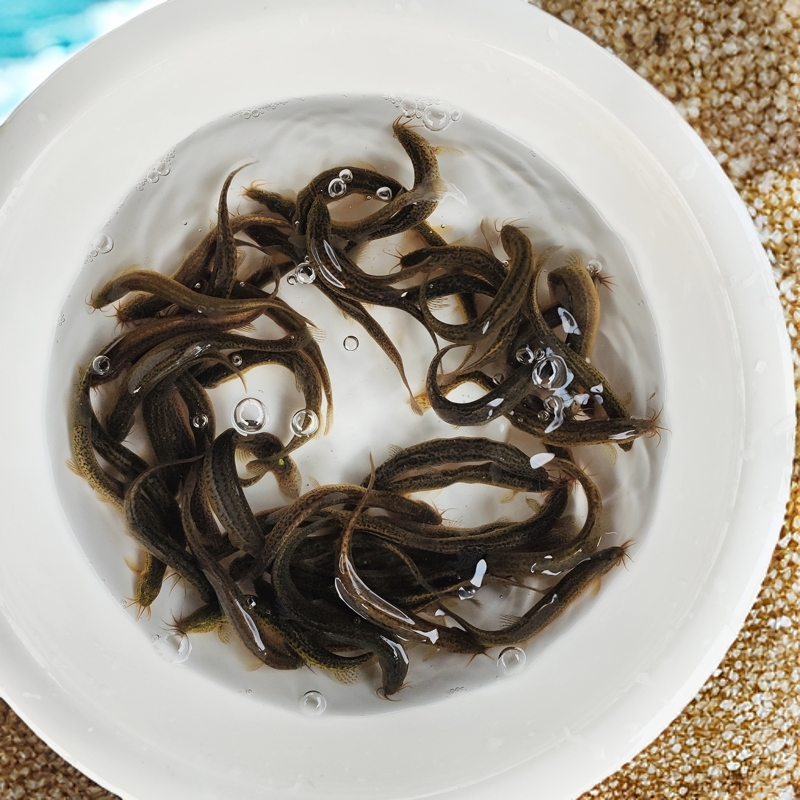 泥鳅活体饲料喂鱼喂乌龟 黑鱼 鳜鱼 翘嘴 鲈鱼喂宠鲜活泥鳅