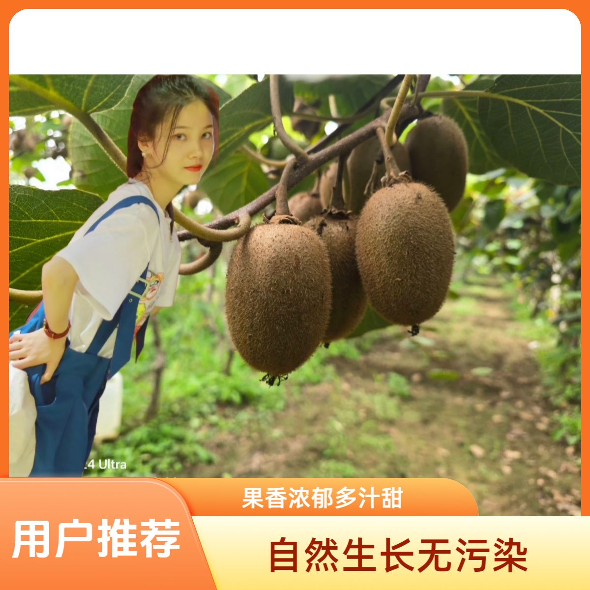 林婼晗眉县徐香翠香猕猴桃新鲜徐香猕猴桃产地直发源泉猕猴桃大雁