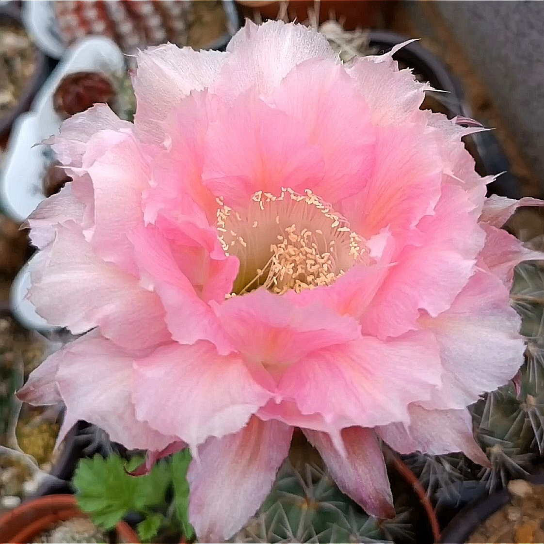 仙人球彩草洛桑 无根侧芽 任意两单包邮