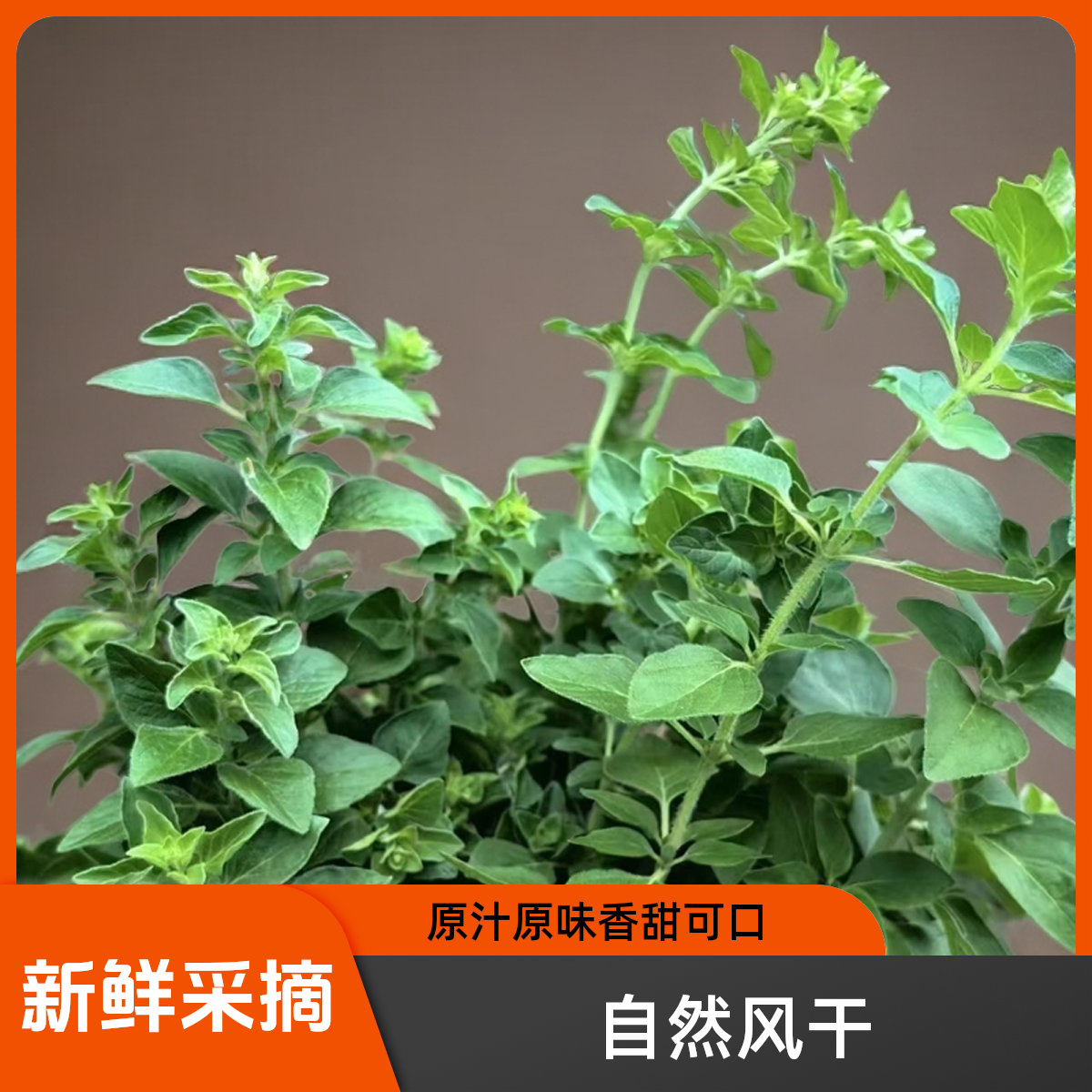 四川特产 牛至 香龙草 香炉草 香菇草 香需草 记忆味道