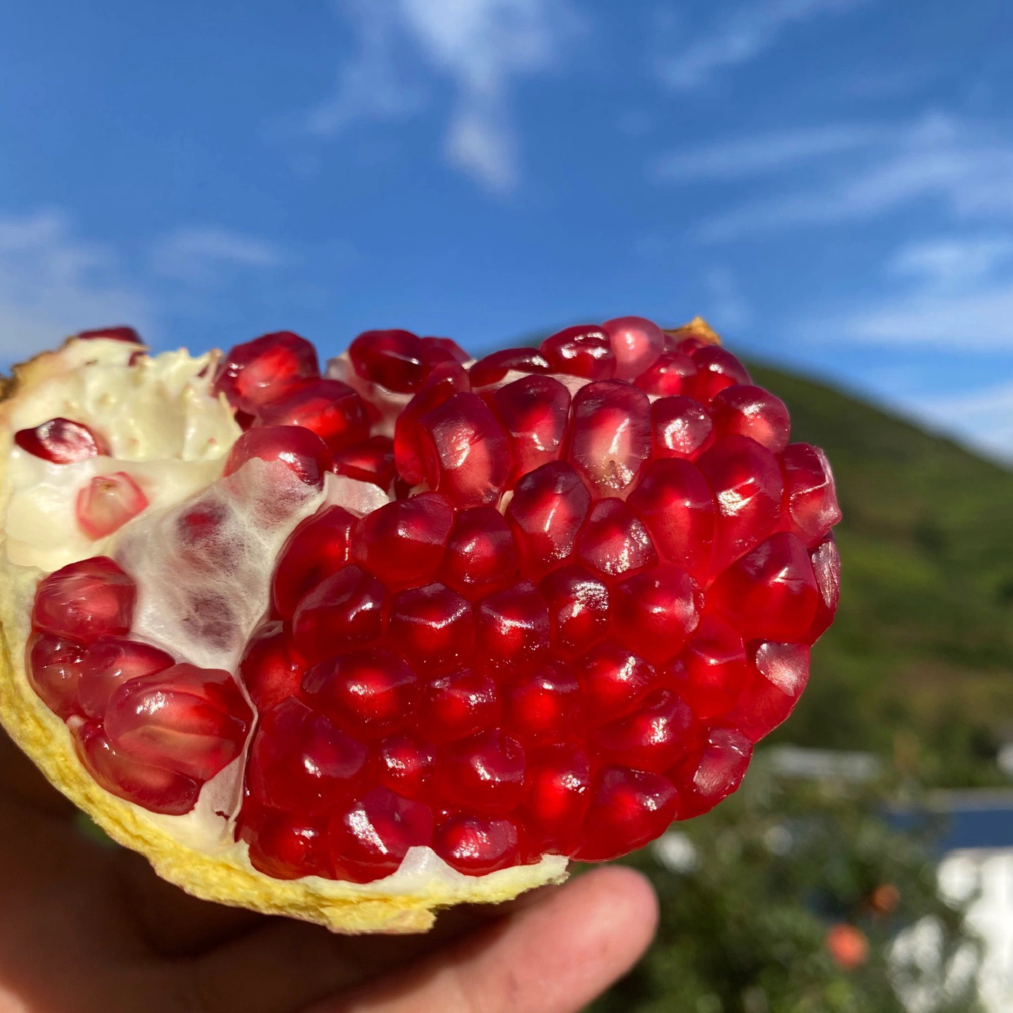 【香甜多汁】四川会理大凉山软籽石榴 新鲜采摘 皮薄多汁5/8斤