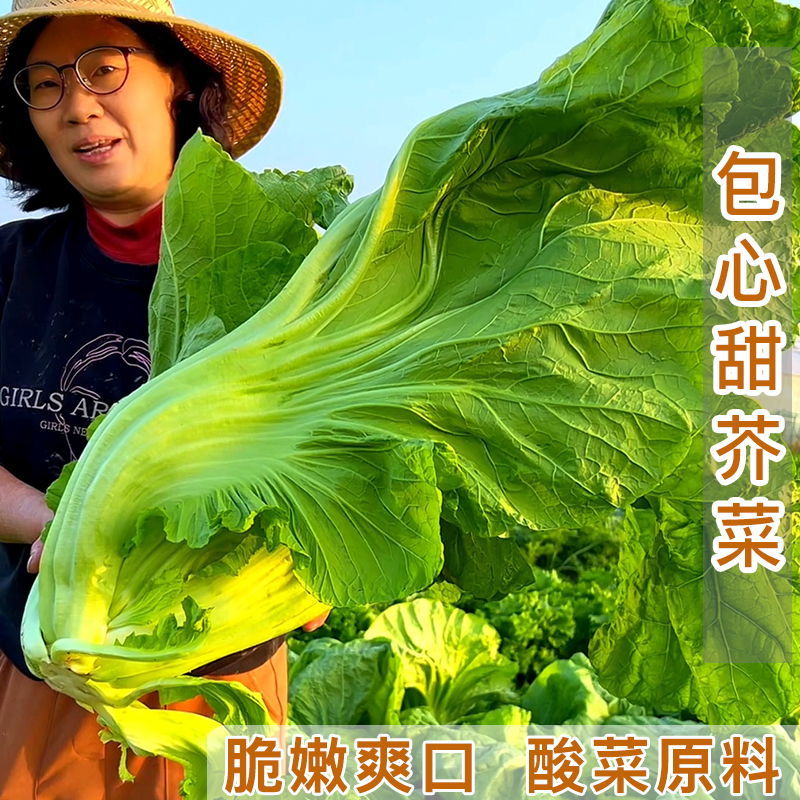 包心甜芥菜种子 四季阳台酸菜农家蔬菜种子菜园地播种植生长容易