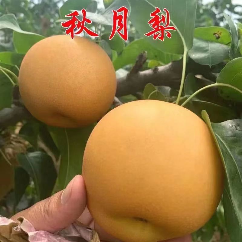 秋月梨树果苗嫁接地栽特大梨子树果苗盆栽地栽南北方种植当年结果