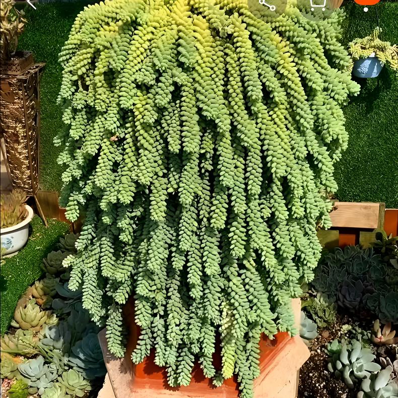 新手好养热销超大盆老桩新玉珠垂挂多肉满盆玉坠带原盆原土发货