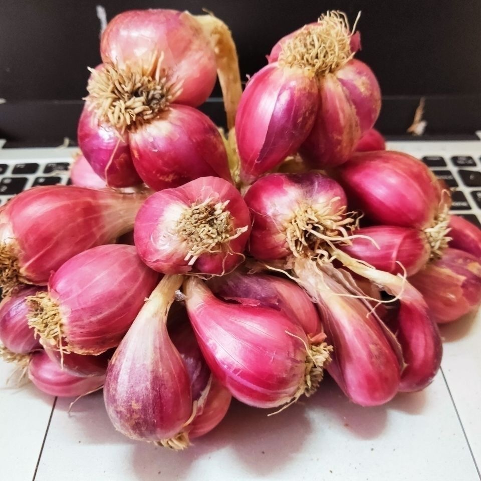 食香九镇四川红葱头小香葱小火葱四季干葱头橱房气温15到25度种植