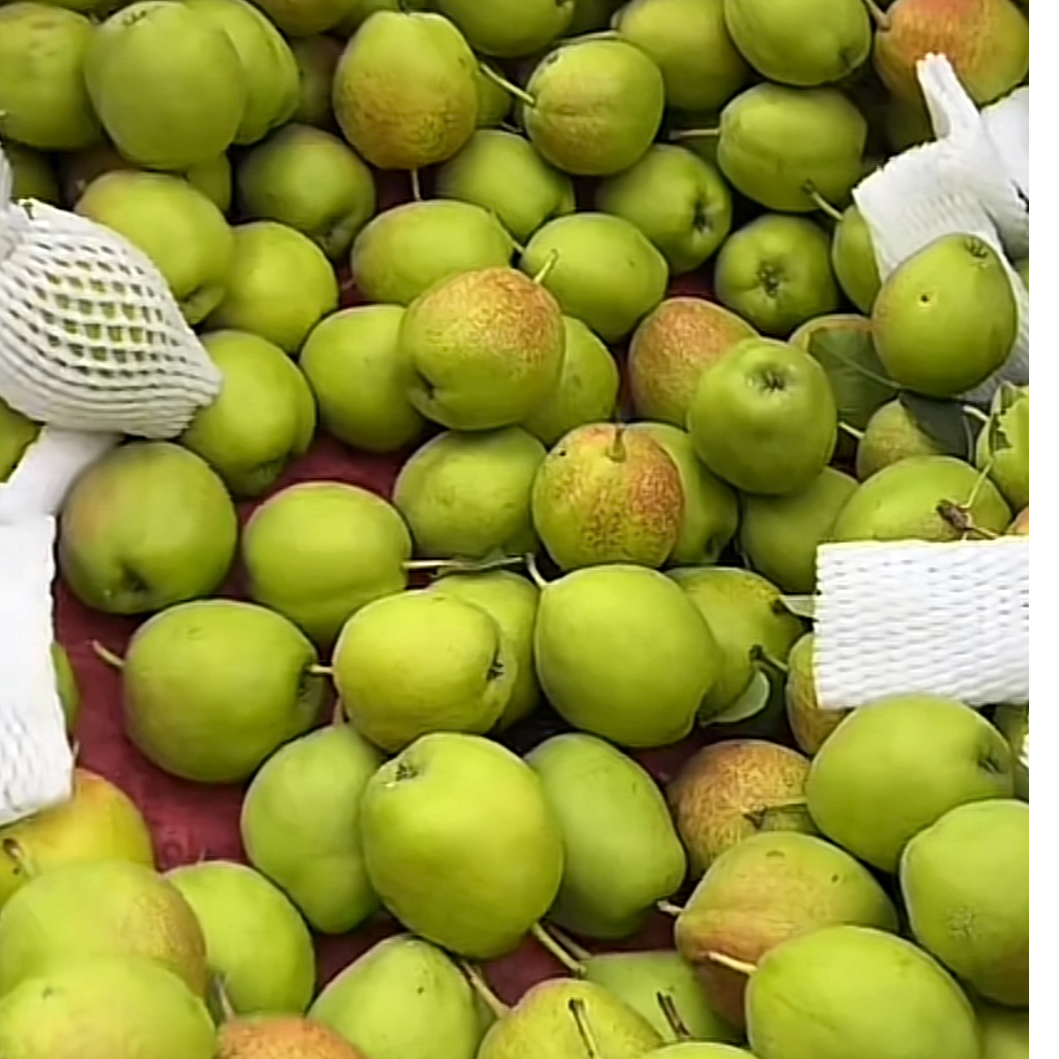 魏县小苏梨新梨七号