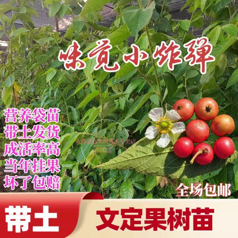 文定果南美假樱桃树苗原产热带果树苗肉质清甜四季开花结果带土苗