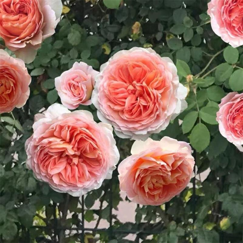 亚伯拉罕奥斯汀大花浓香四季开花重瓣可藤可灌月季花苗玫瑰粉色