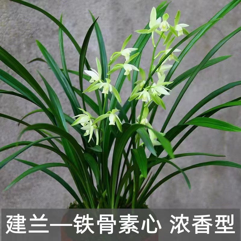 建兰---铁骨素浓香型（两单包邮）好养绿植四季兰花