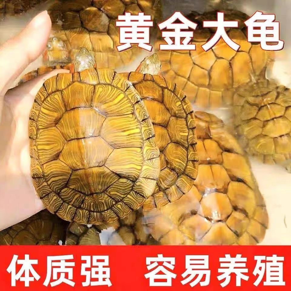 【聚财】招财黄金龟家养小乌龟活体招财情侣龟宠物龟巴西龟观赏龟