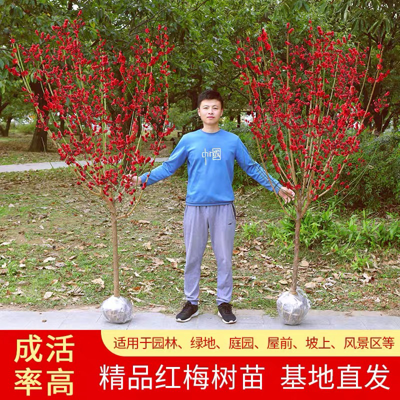 红梅梅花四季树苗庭院盆栽耐寒腊梅老桩花卉盆景浓香原生植物骨里