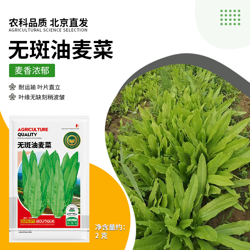 【农科院推荐】香甜油麦菜种子四季种植盆栽地栽好种植春耕节推荐