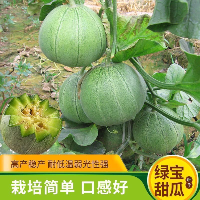 皮薄甜香瓜种子春季绿皮四季脆瓜早熟香瓜籽绿宝石甜瓜种子