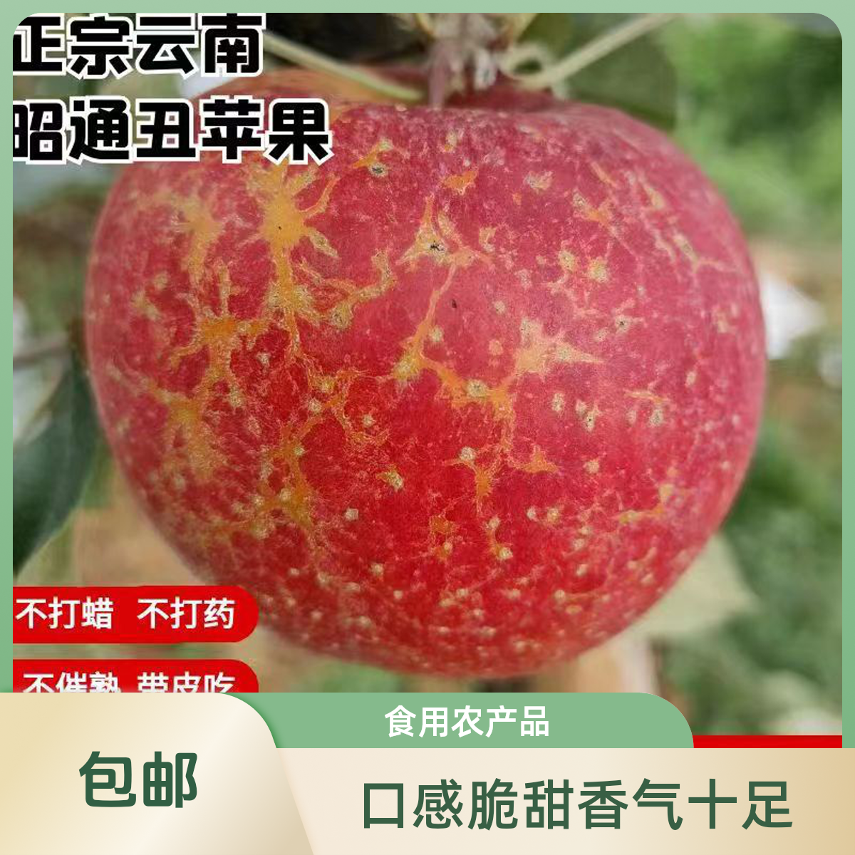 正宗农家云南昭通苹果冰糖心新鲜农家纯甜多汁3/5/10斤丑苹果包邮