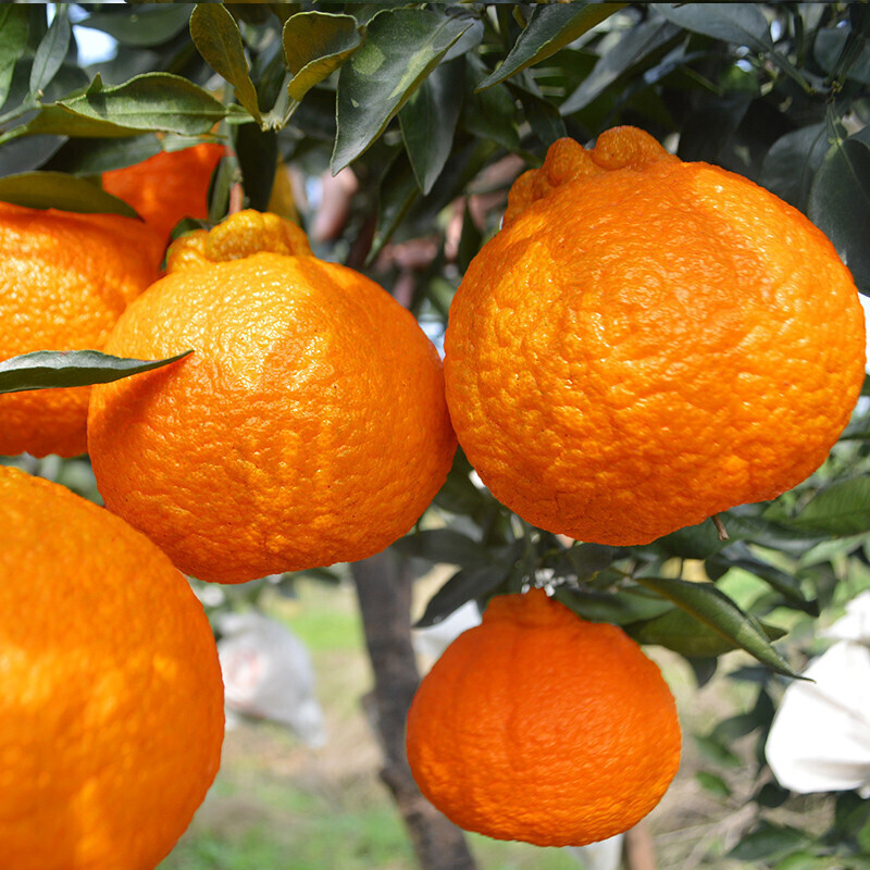 耙耙柑苗丑橘树苗不知火丑桔苗丑八怪苗南方北方盆栽果树当年结果