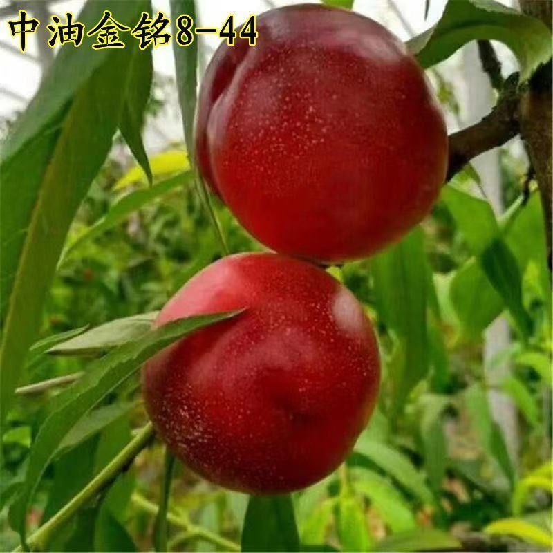 油桃树苗嫁接新品种中油金铭8-44油桃苗早熟大果黄肉南方北方种植