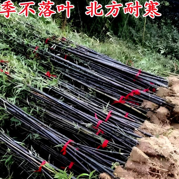 乌竹子苗庭院植物北方耐寒盆栽早园竹紫竹苗金镶玉竹四季青园林