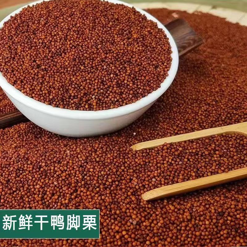 广西特产鸭脚粟龙爪粟米拳头粟米粒婴儿枕头红黄小米粟粥五谷杂粮