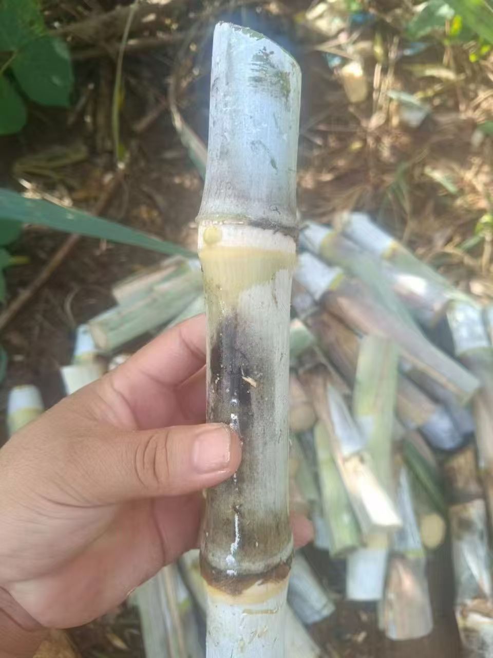 新品17190 柳蔗广西特产桂糖壮6甘蔗现砍现发蔗竹高糖蔗香甜甘蔗