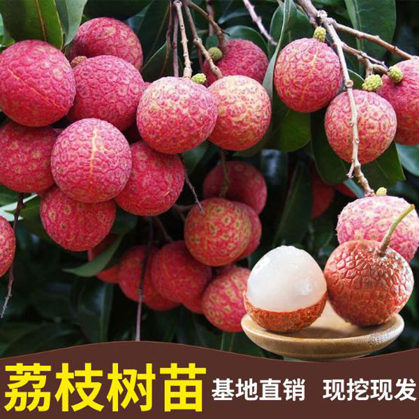 【29.9元三棵荔枝树苗】盆栽地栽南北方阳台庭院种植荔枝苗果树苗