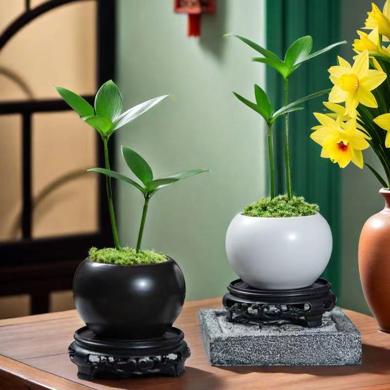 竹柏盆栽桌面微景观办公室茶桌驱蚊草植物四叶草四季长青创意绿植