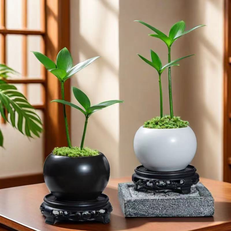 竹柏四叶草盆栽花卉绿植好养室内防冻清新简约风鲜花批发办公室