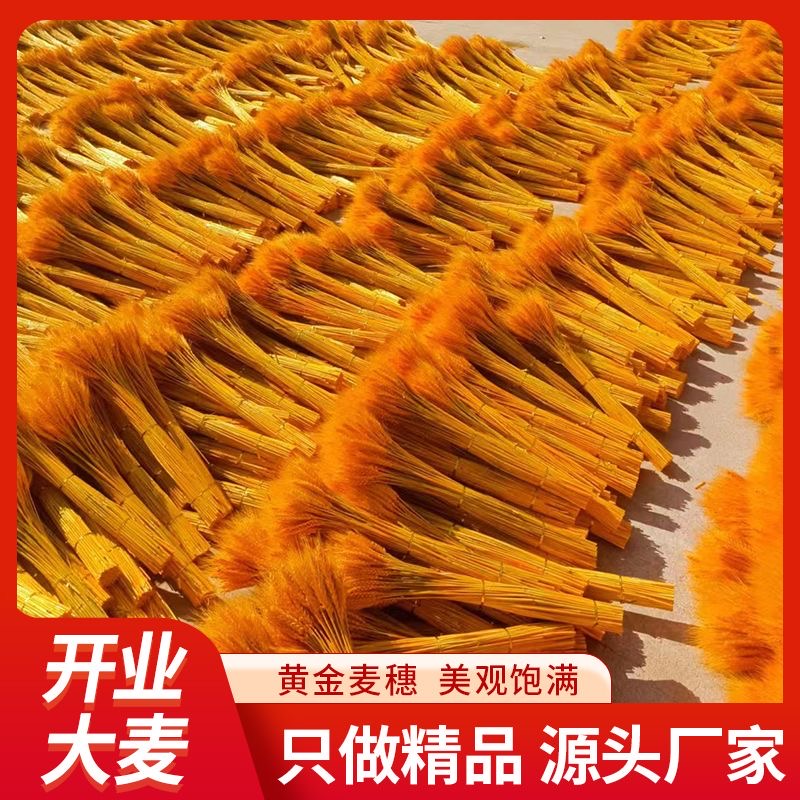 A级精品黄金麦穗干花天然大麦套袋干花风格黄金大麦厂家批发整箱