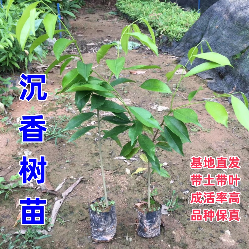 正宗沉香树苗 名贵苗木 白木香珍贵 海南沉香树苗 带土带叶发货