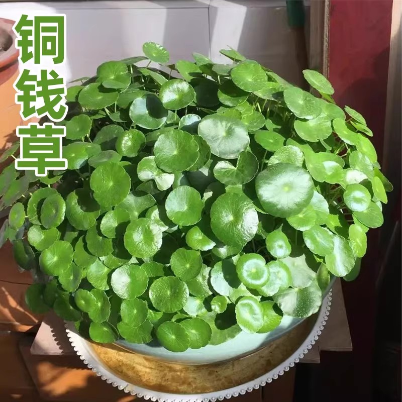 【新疆包邮】铜钱草水培盆栽绿植物客厅办公室花卉绿萝水养金钱草籽