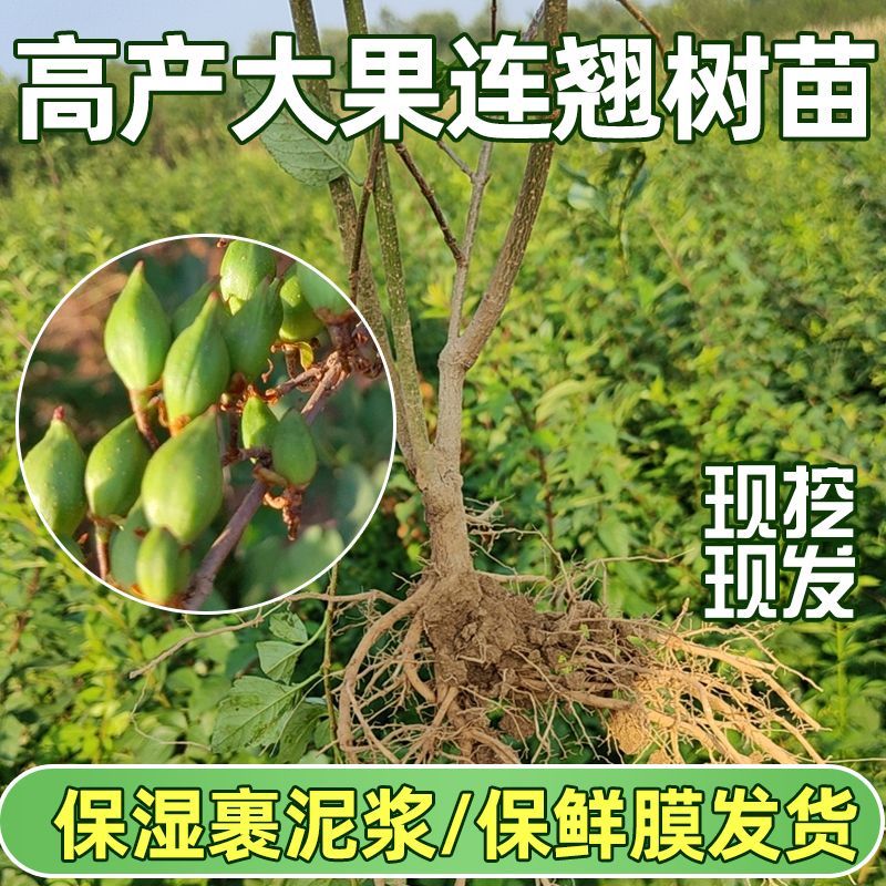 连翘树苗批发山西科研5号高产大果连翘苗南北方荒山平原丘陵种植